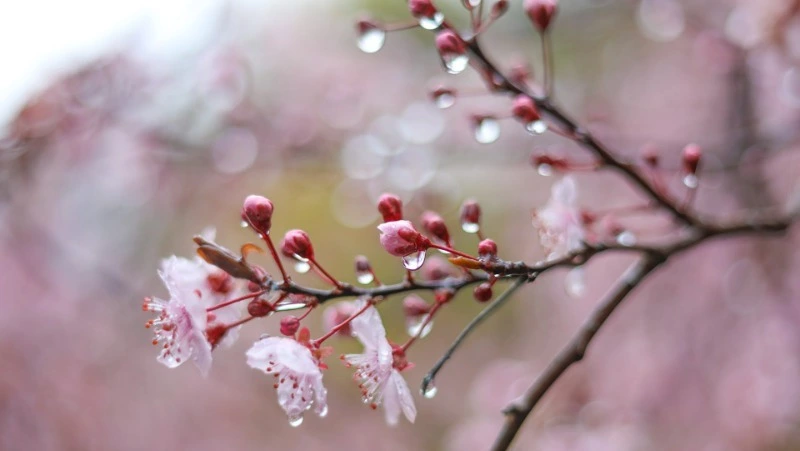 Лето в Сахалинской области начнется с дождей 