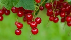 Церковный праздник 4 августа 2024: приметы, традиции, что нельзя делать  