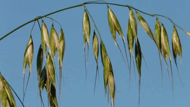 Церковный праздник 5 июля 2024: что строго нельзя делать, приметы