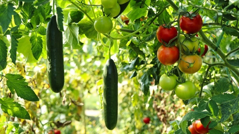 Лунный посевной календарь на июль-2024: самые удачные дни для садоводов и огородников