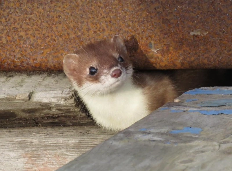 Осенние встречи