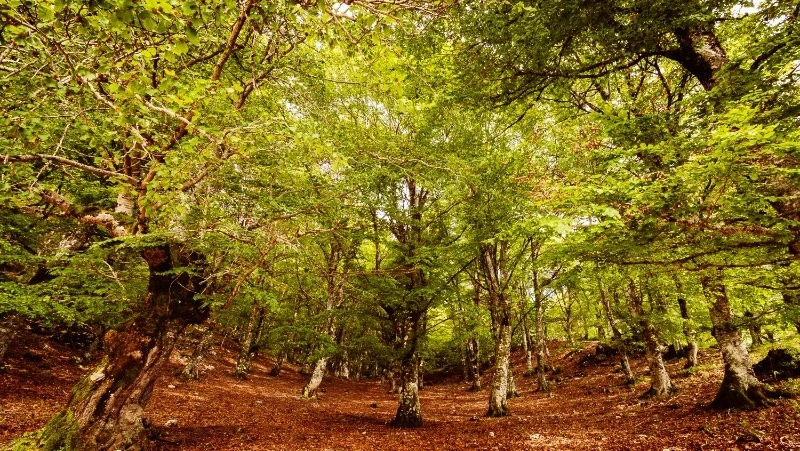 Народные праздники в октябре 2024 года: даты