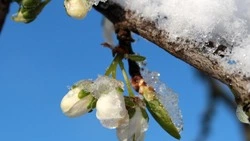 Сильный снег и ветер ожидаются в Сахалинской области 29 февраля