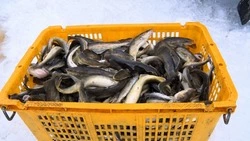484 кг свежей рыбы раздали жителям Северо‑Курильска