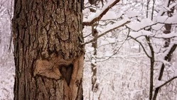 Небольшой снег и до -9 градусов: погода на Сахалине и Курилах 7 марта