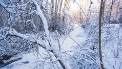 Ветер с порывами до 16 м/с и небольшой снег ожидаются на Сахалине и Курилах 5 марта