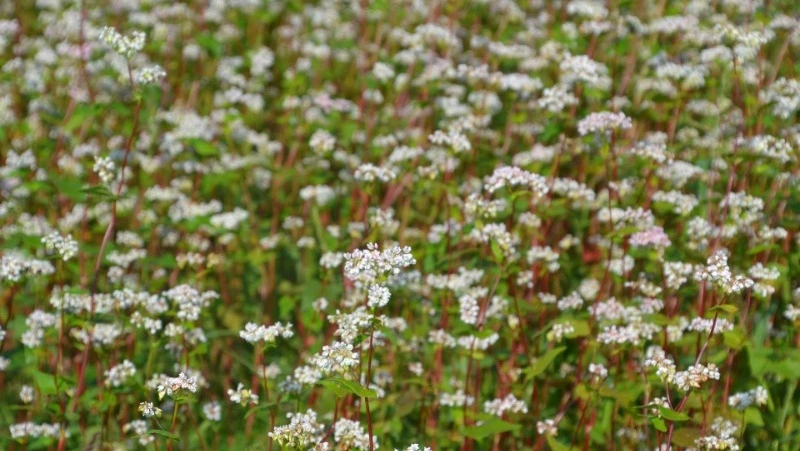 Народные приметы на Елисея Гречкосея: что можно и нельзя делать 27 июня 2024 года