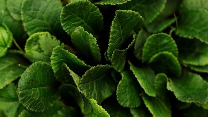 Лекарственные свойства подорожника: от гастрита до заживления ран